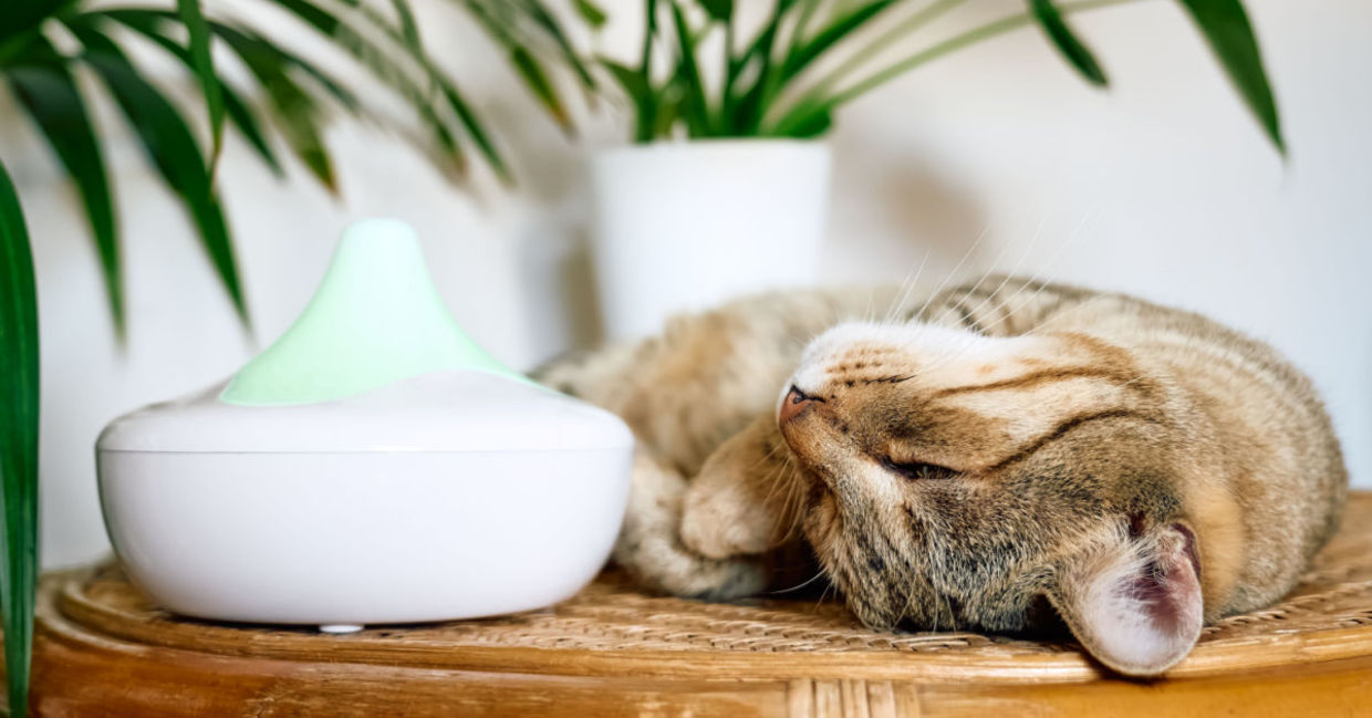 Essential oil diffusers freshen the air in your home naturally. Essential oil diffusers freshen the air in your home naturally.