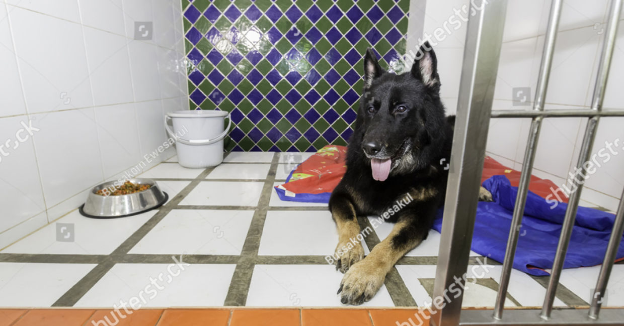 Keep shelter pets cozy with old towels and blankets. Keep shelter pets cozy with old towels and blankets.