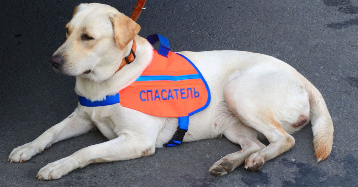 A search and rescue dog. A search and rescue dog.