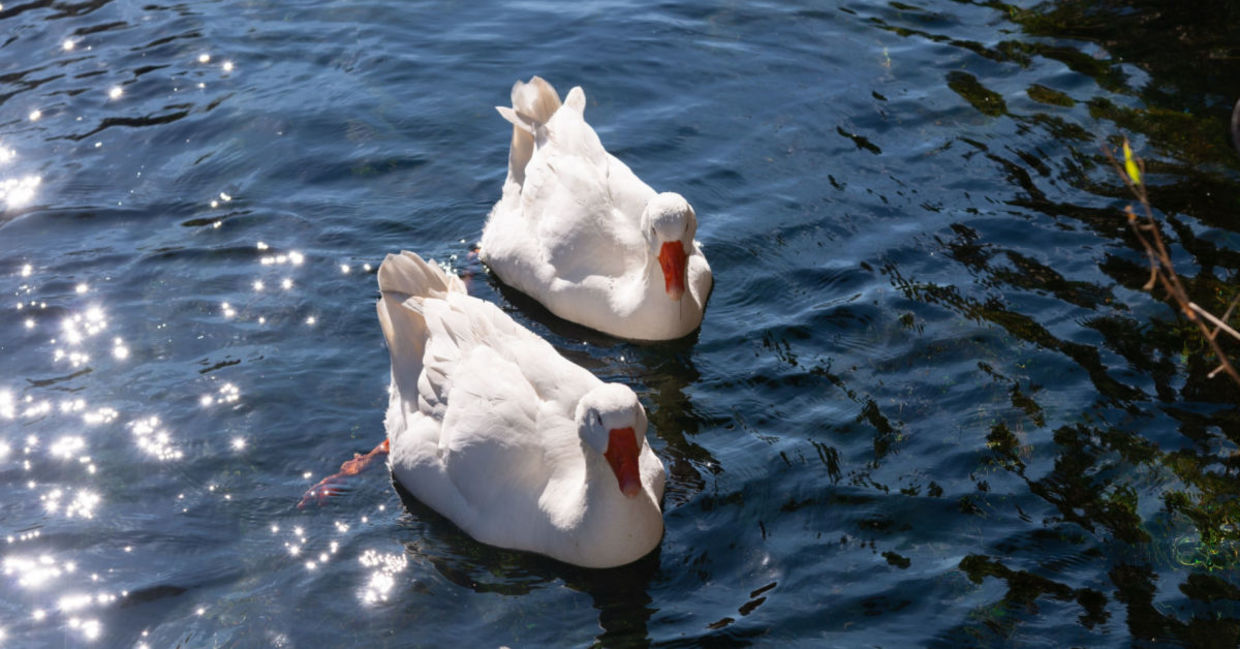 A pair of geese enjoying the water. A pair of geese enjoying the water.