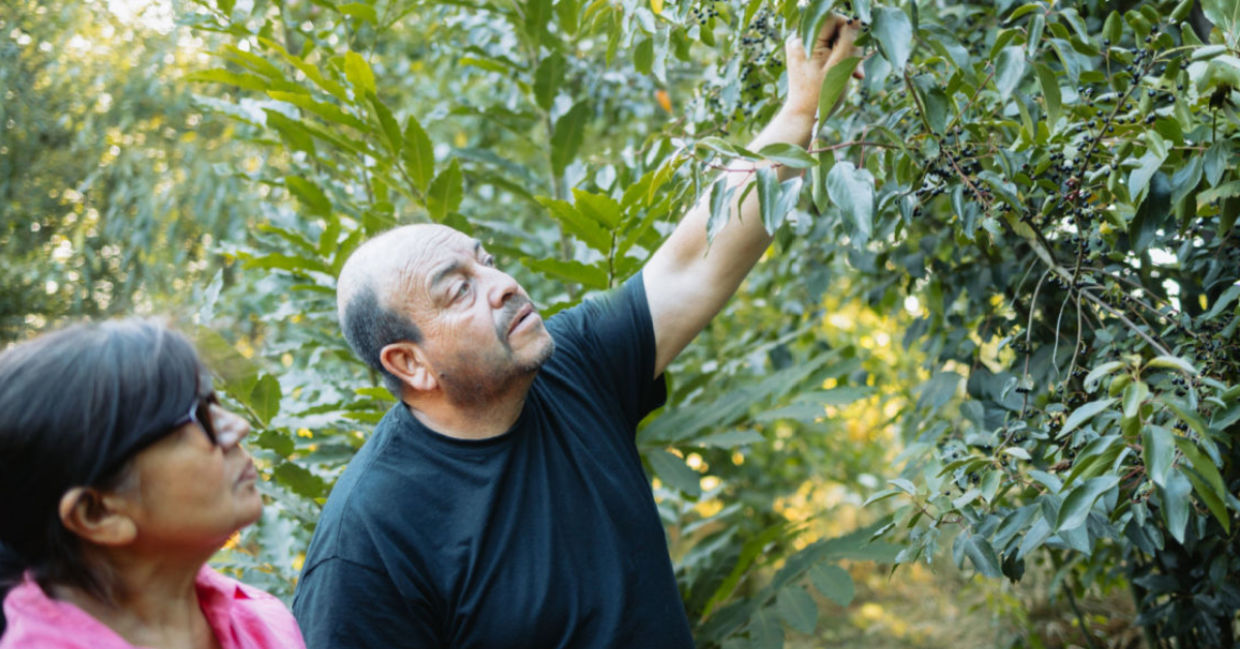Picking maqui berries. Picking maqui berries.