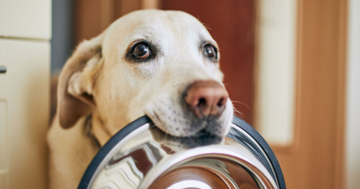 When's dinner? When's dinner?