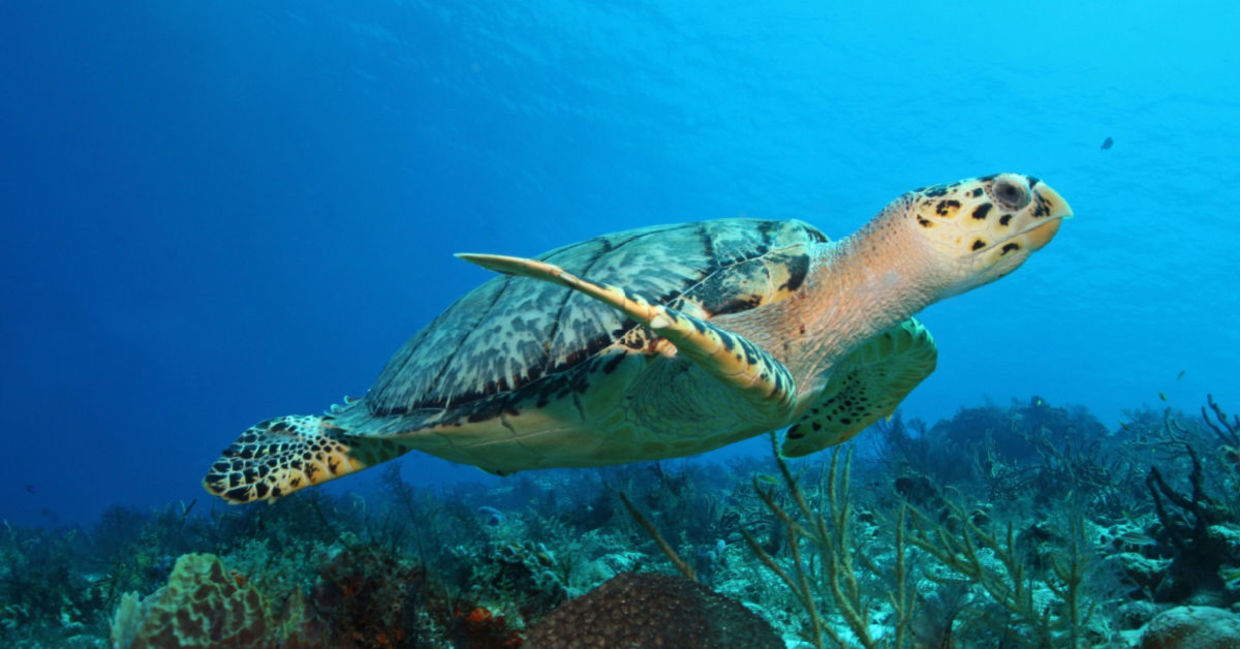 Close-up of a baby turtle in the sea. Close-up of a baby turtle in the sea.
