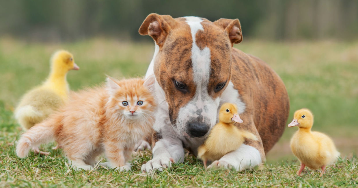 Adorable pets. Adorable pets.