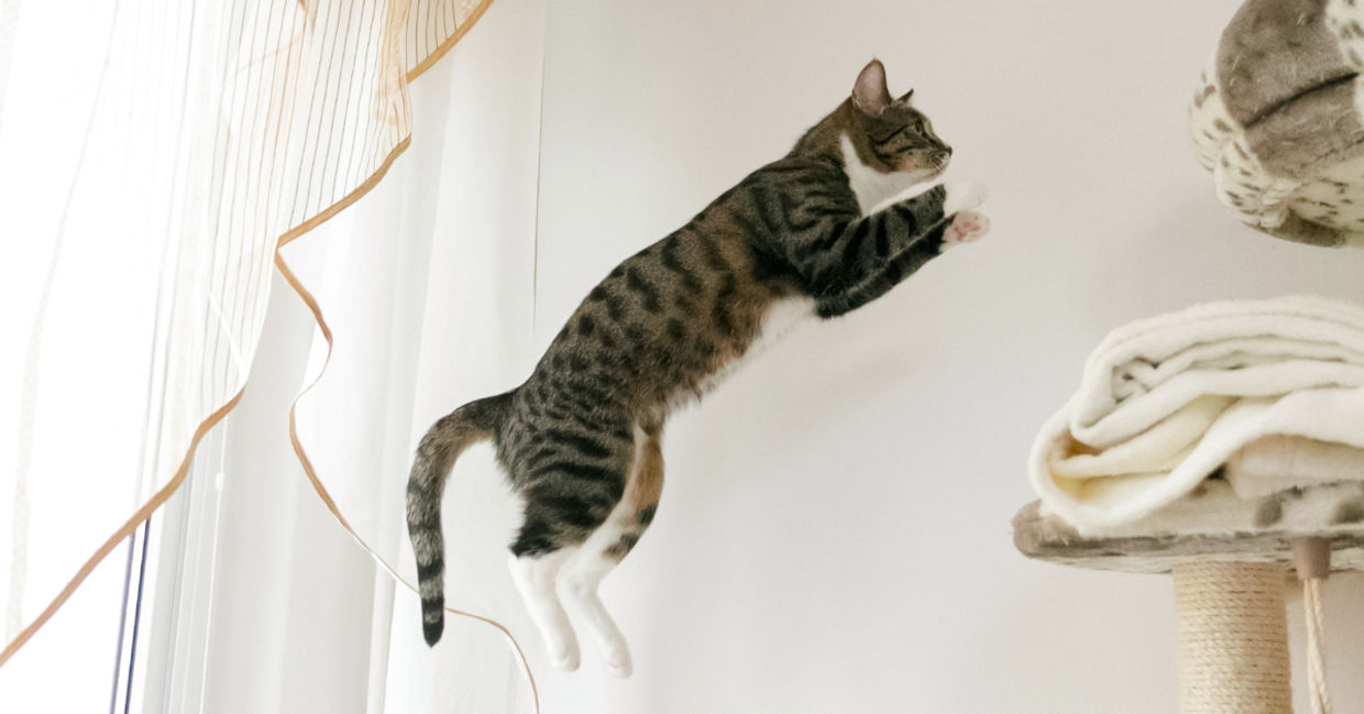 Cat leaping. Cat leaping.