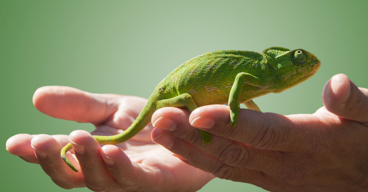 Holding a pet lizard Holding a pet lizard