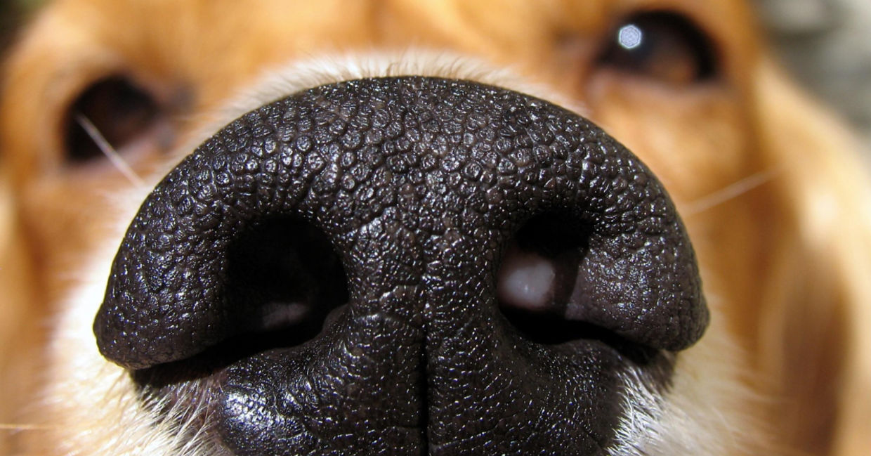 Close-up of a god's nose. Close-up of a god's nose.