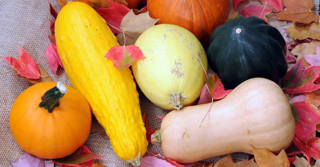 Several varieties of winter squash. Several varieties of winter squash.