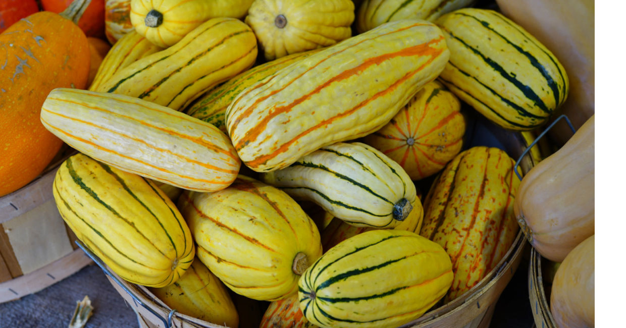 Basket of striped yellow and green delicata squash. Basket of striped yellow and green delicata squash.