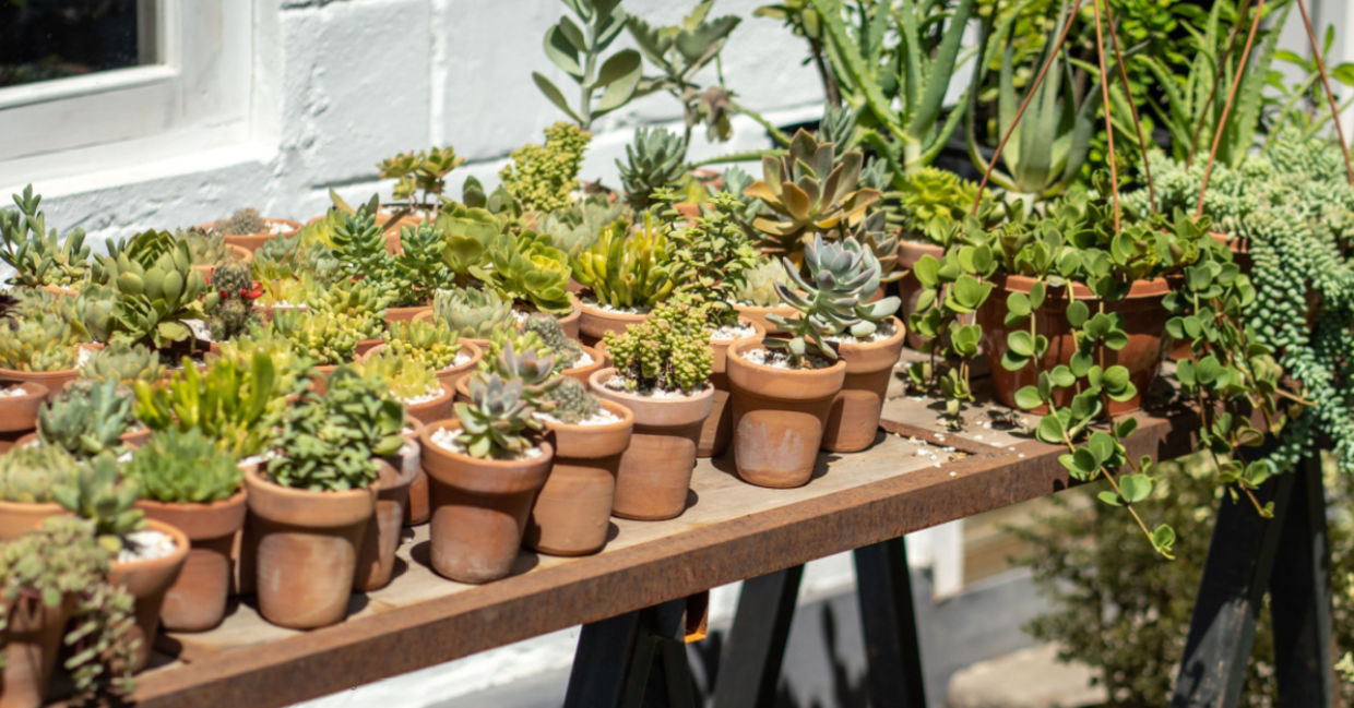 Plant exchange stand. Plant exchange stand.