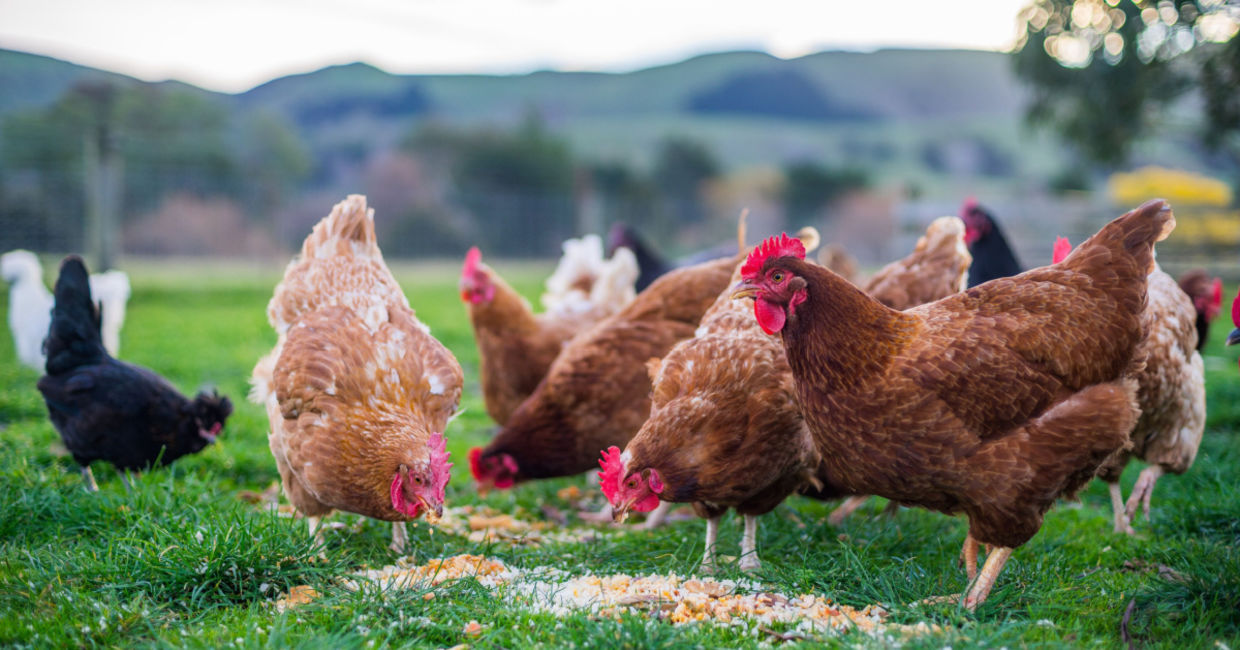 Chicken feathers have a new green use. Chicken feathers have a new green use.
