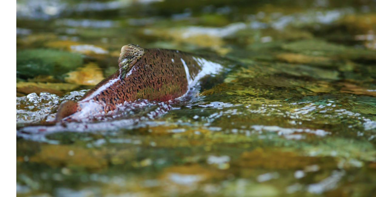 Chinook salmon spawning. Chinook salmon spawning.
