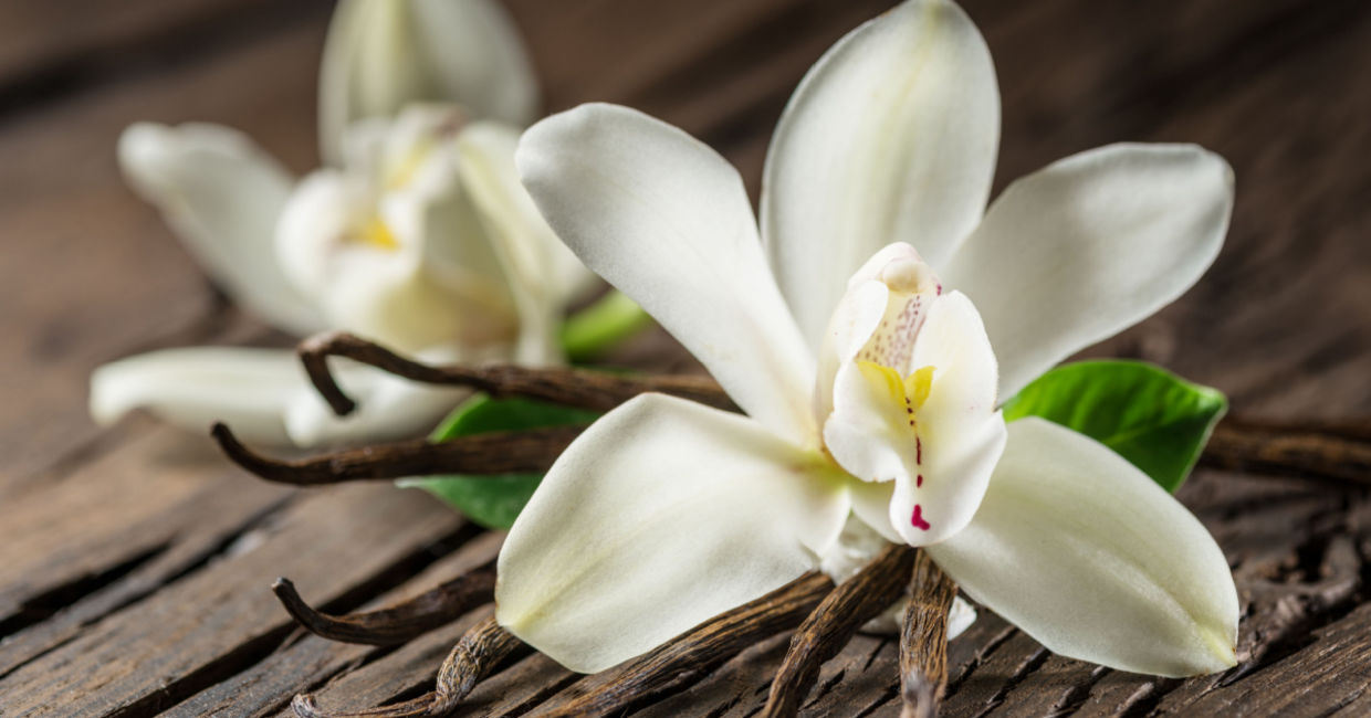 Vanilla flowers and bean pods. Vanilla flowers and bean pods.