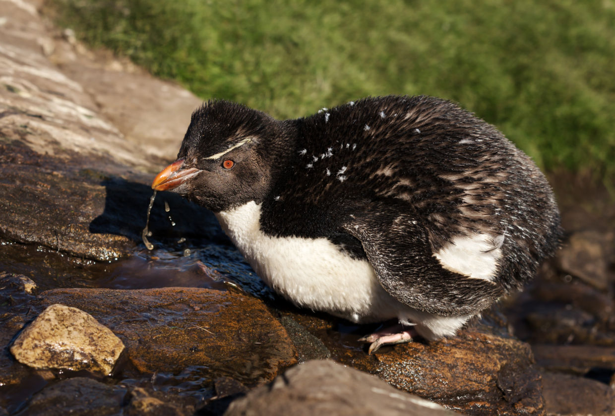 Southern rockhopper penguin drinking. Southern rockhopper penguin drinking.