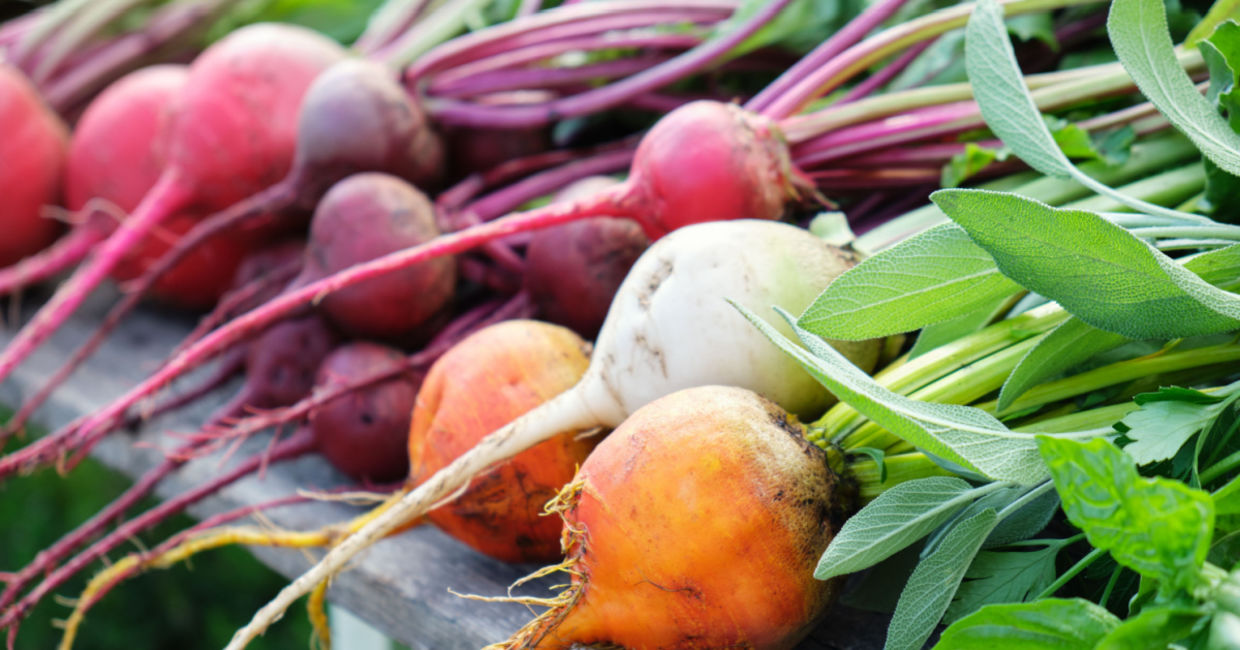 Different varieties of beets Different varieties of beets