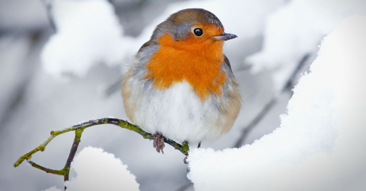 A beautiful winter scene. A beautiful winter scene.