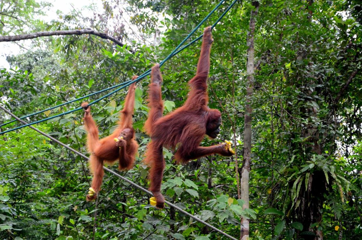 Two playful orangutan apes. Two playful orangutan apes.
