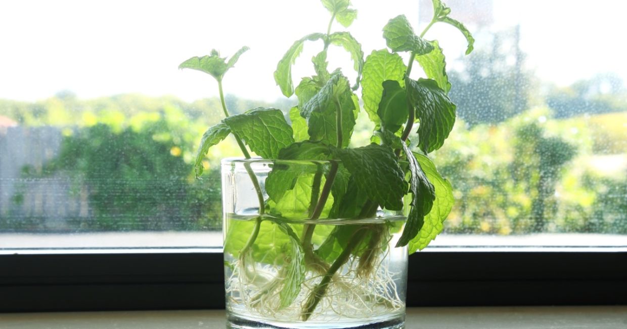Mint cuttings. Mint cuttings.