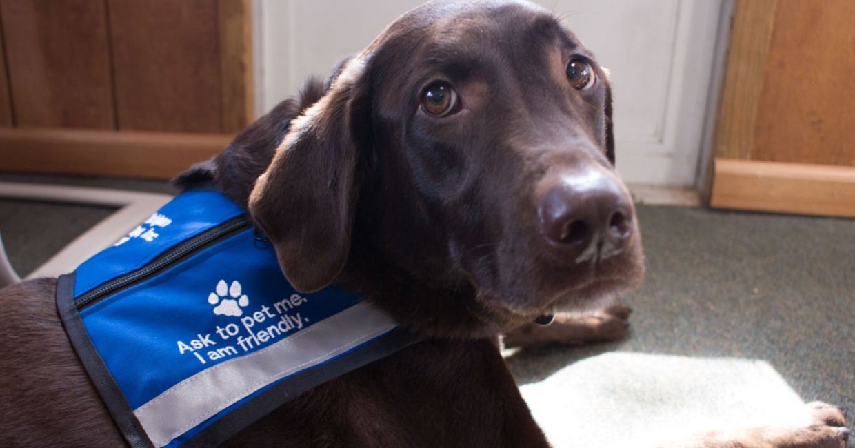 Therapy dogs can help people with anxiety. Therapy dogs can help people with anxiety.