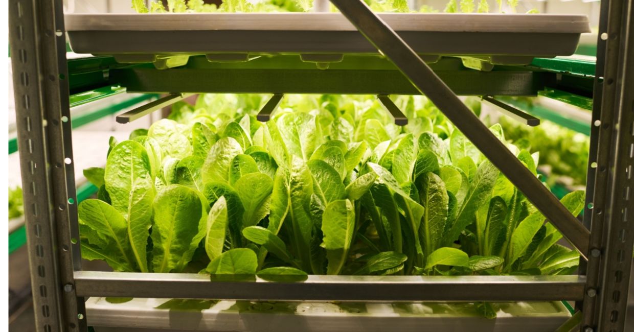 Vertically grown leafy greens. Vertically grown leafy greens.