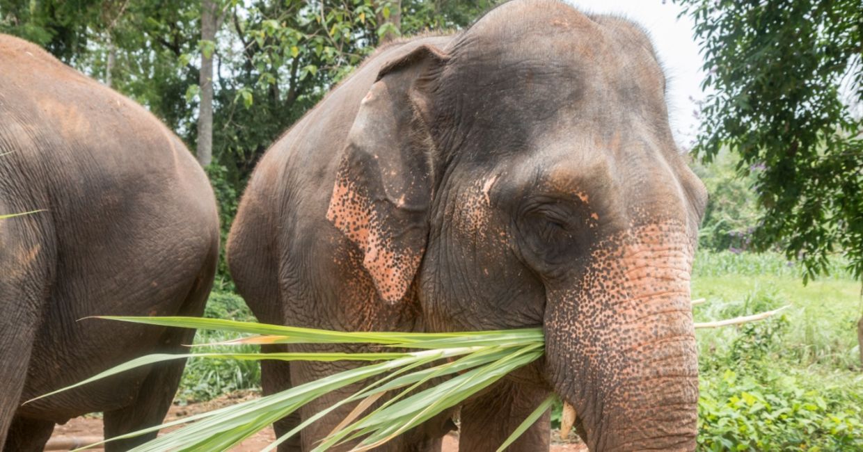 Contented elephants feeding at a sanctuary in Thailand. Contented elephants feeding at a sanctuary in Thailand.