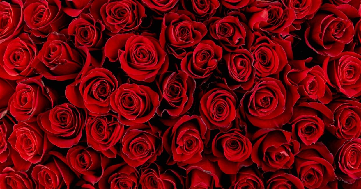 Red roses for Father's Day. Red roses for Father's Day.