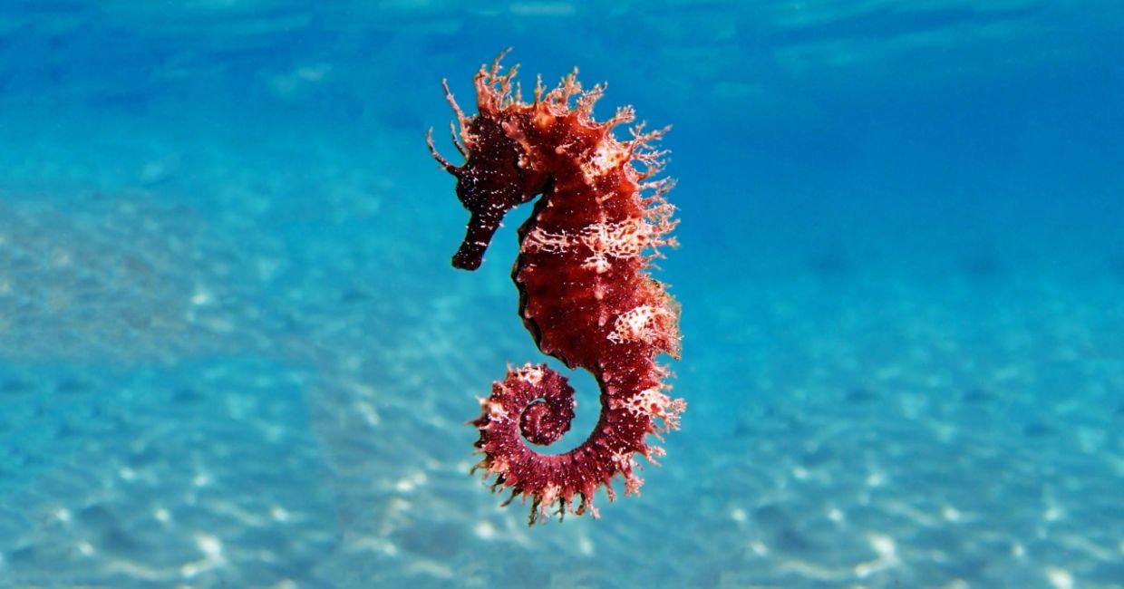 Mediterranean seahorse. Mediterranean seahorse.