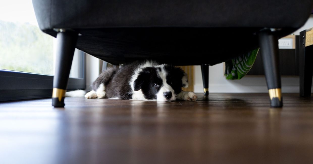 Adorable puppy hiding under the sofa at home. Adorable puppy hiding under the sofa at home.