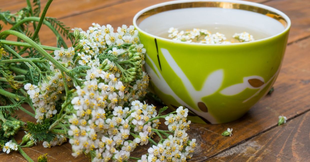 A tea made of the medicinal plant yarrow. A tea made of the medicinal plant yarrow.