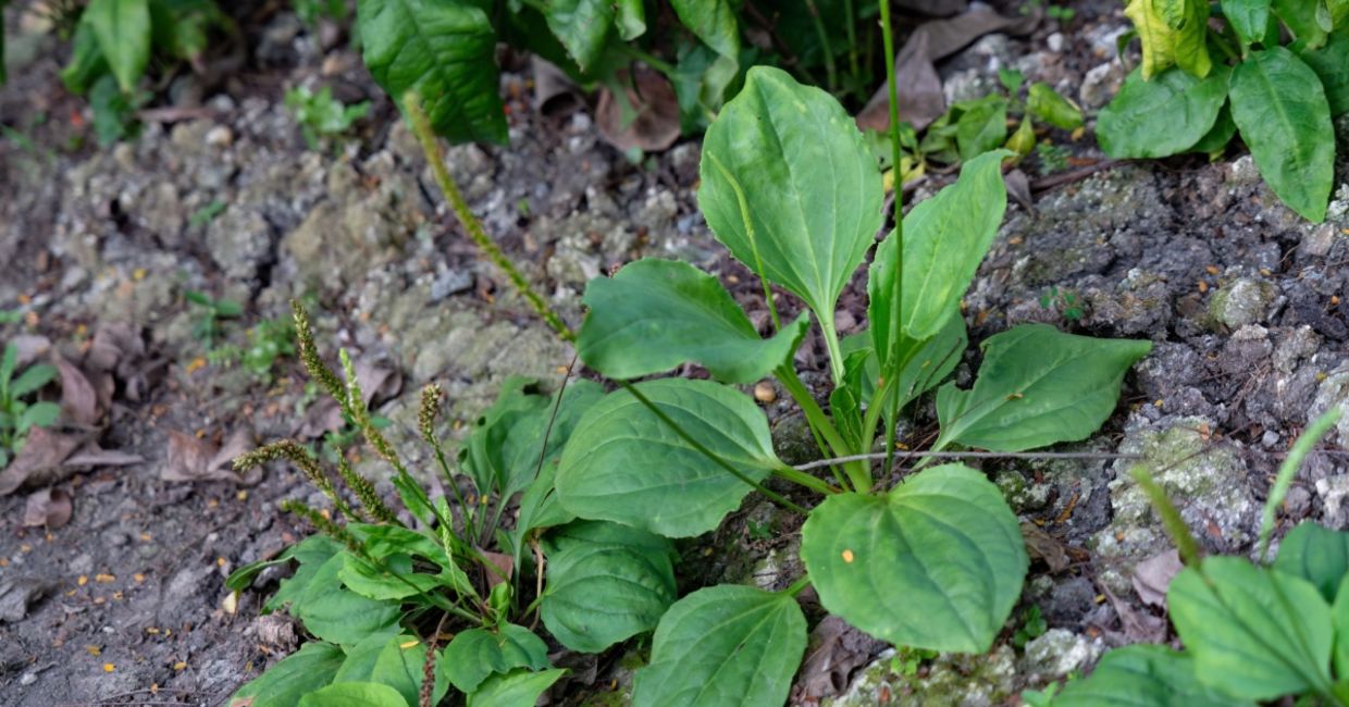 Broadleaf plantain is a medicinal plant. Broadleaf plantain is a medicinal plant.