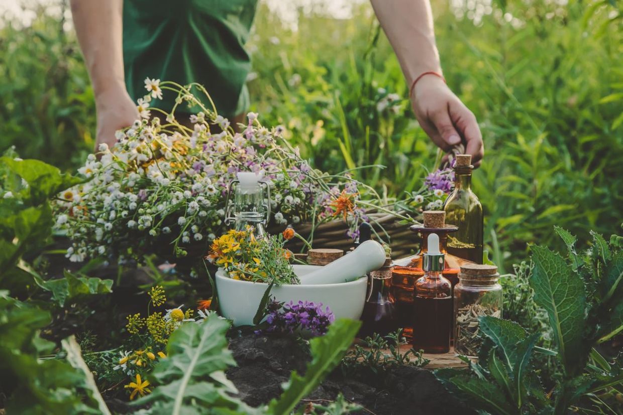 Picking medicinal weeds. Picking medicinal weeds.