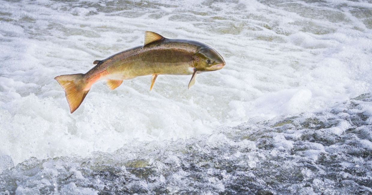 Atlantic salmon leaping. Atlantic salmon leaping.