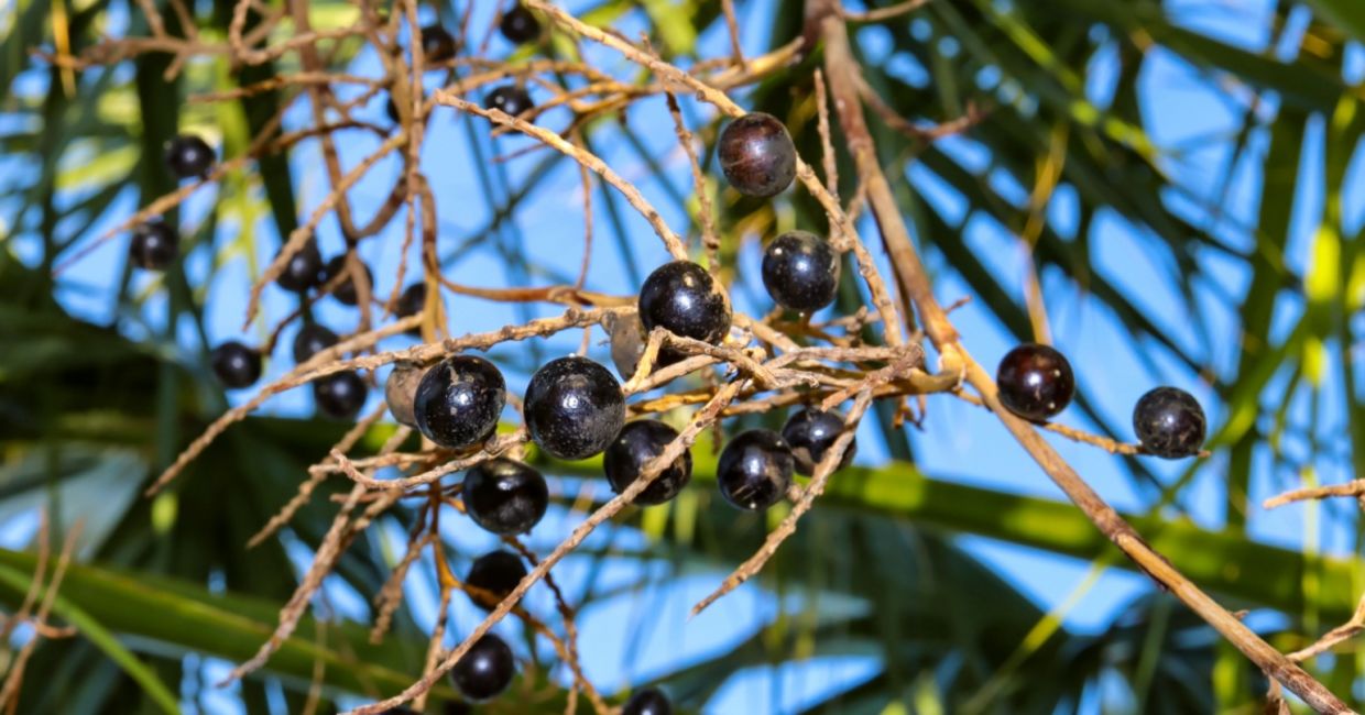 Saw palmetto berries. Saw palmetto berries.