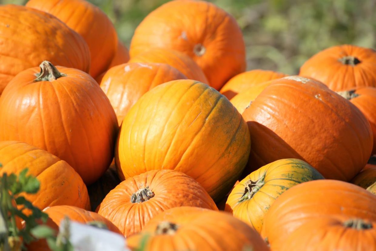 October is pumpkin season. October is pumpkin season.