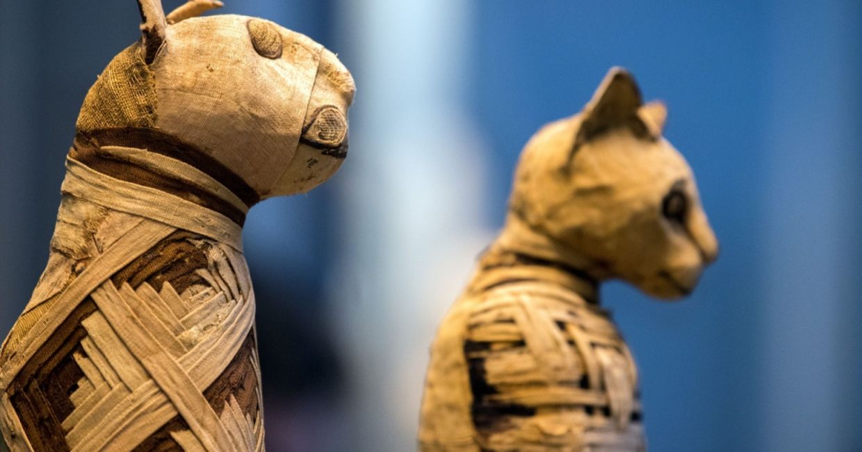 Mummified cats. Mummified cats.