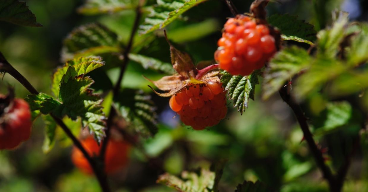Wild raspberries have antimicrobial properties, Wild raspberries have antimicrobial properties,