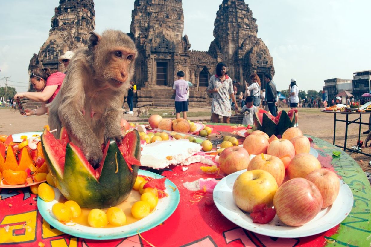 Celebrating monkeys, Celebrating monkeys,