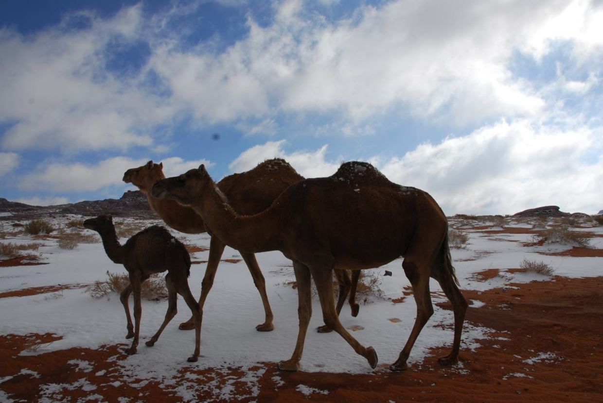 Camels in the snow. Camels in the snow.
