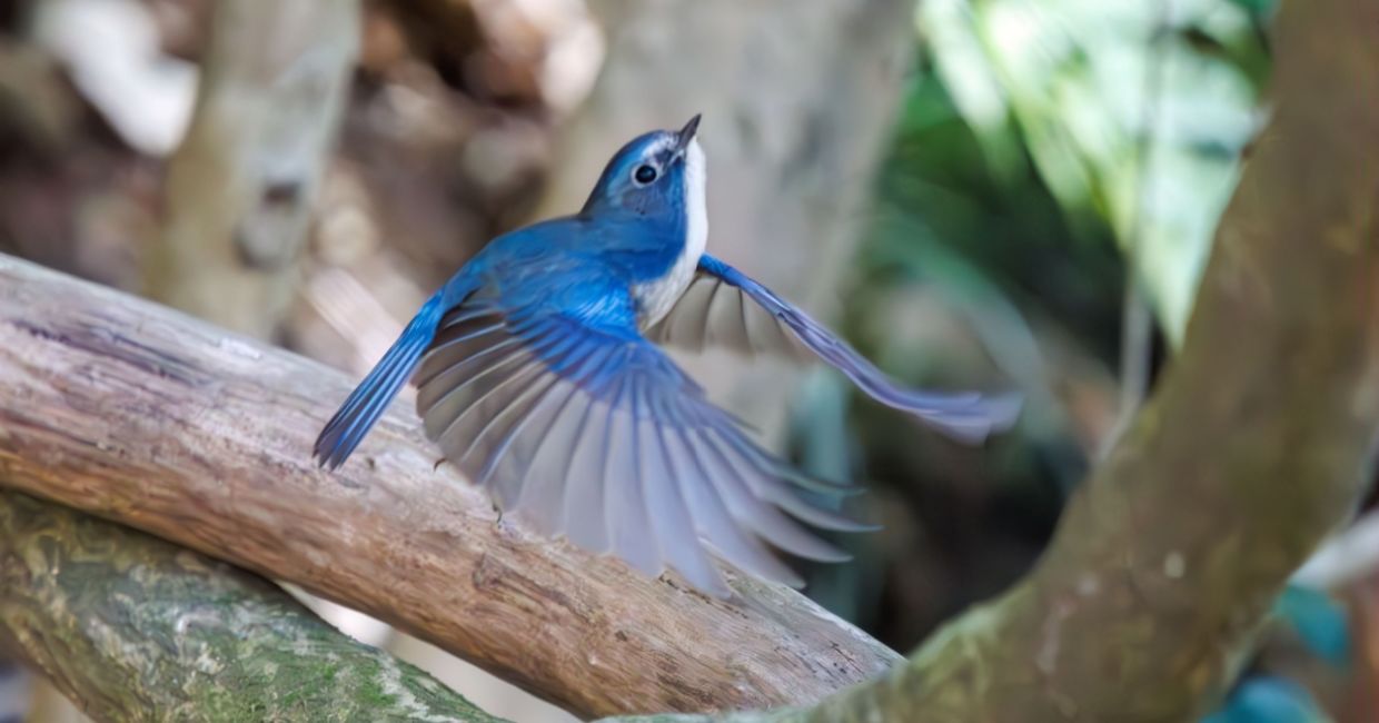A happy blue bird, the Red-flanked Bluetail. A happy blue bird, the Red-flanked Bluetail.