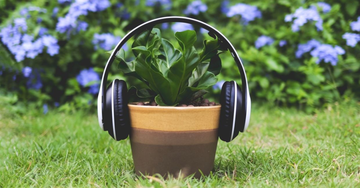Headphones on a Bird's nest fern. Headphones on a Bird's nest fern.