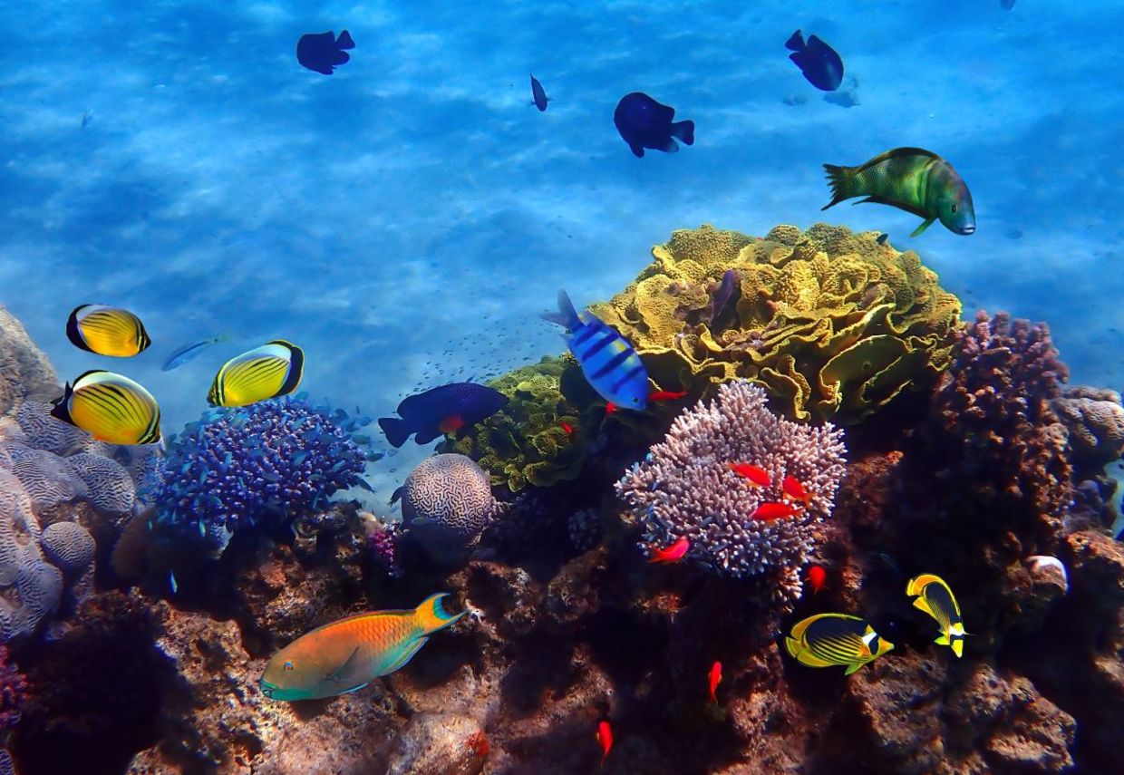 School of fish in the corals of Eilat. School of fish in the corals of Eilat.