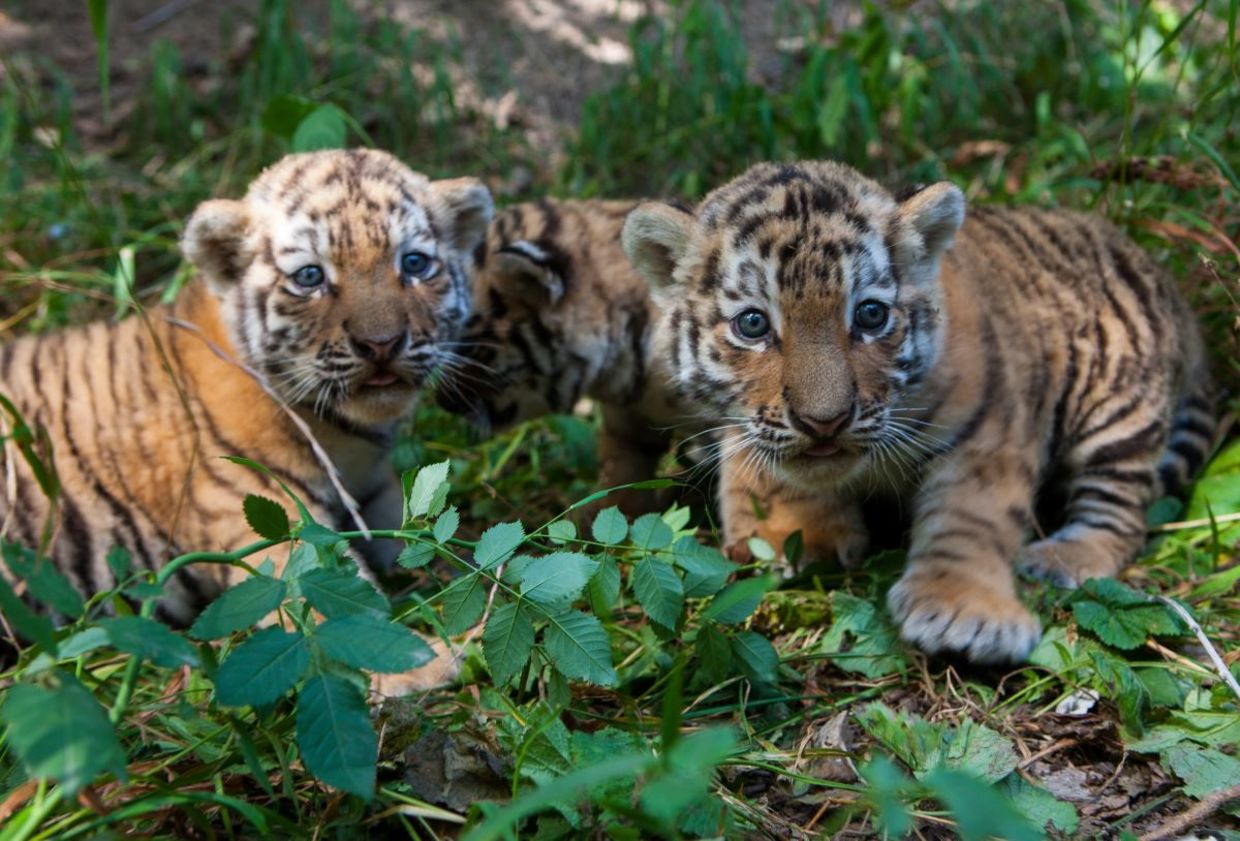 Two tiger cubs. Two tiger cubs.
