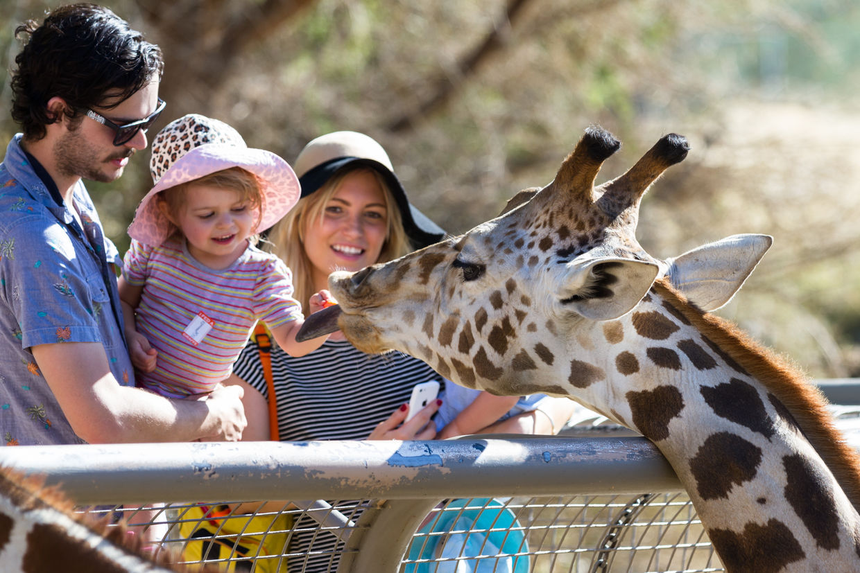 An interactive zoo experience. An interactive zoo experience.