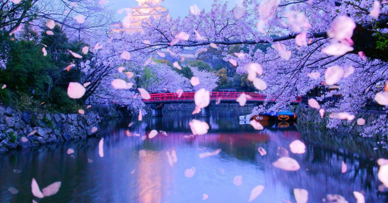 Falling cherry blossom petals show how transient nature can be. Falling cherry blossom petals show how transient nature can be.