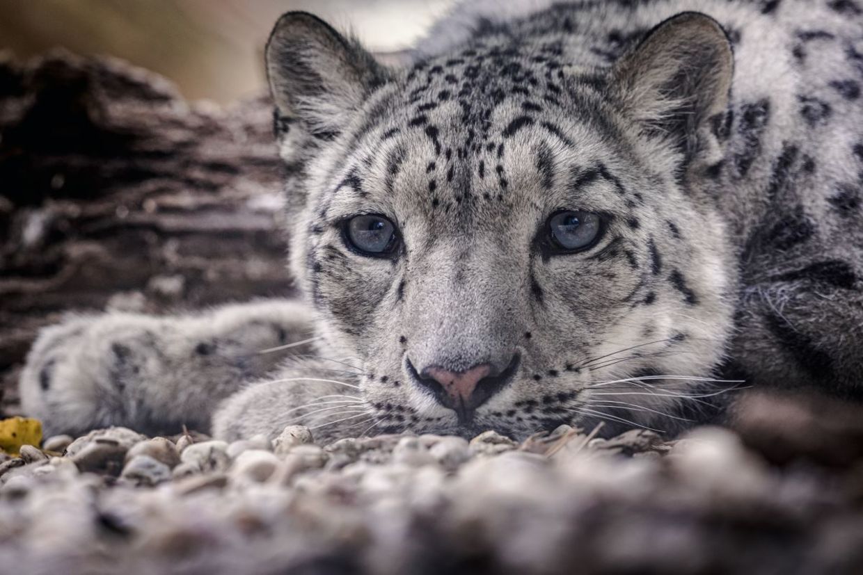 A snow leopard found in the rugged mountain ranges of Central Asia. A snow leopard found in the rugged mountain ranges of Central Asia.