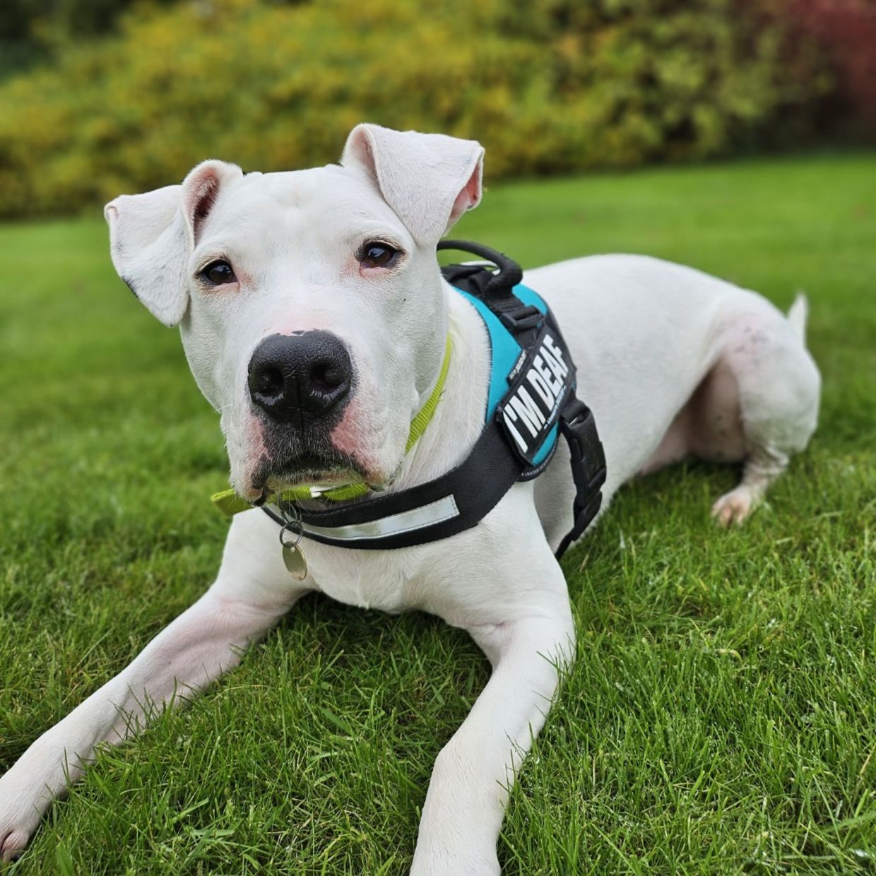Reggie is a six-year-old deaf mixed breed dog who needs a home. Reggie is a six-year-old deaf mixed breed dog who needs a home.