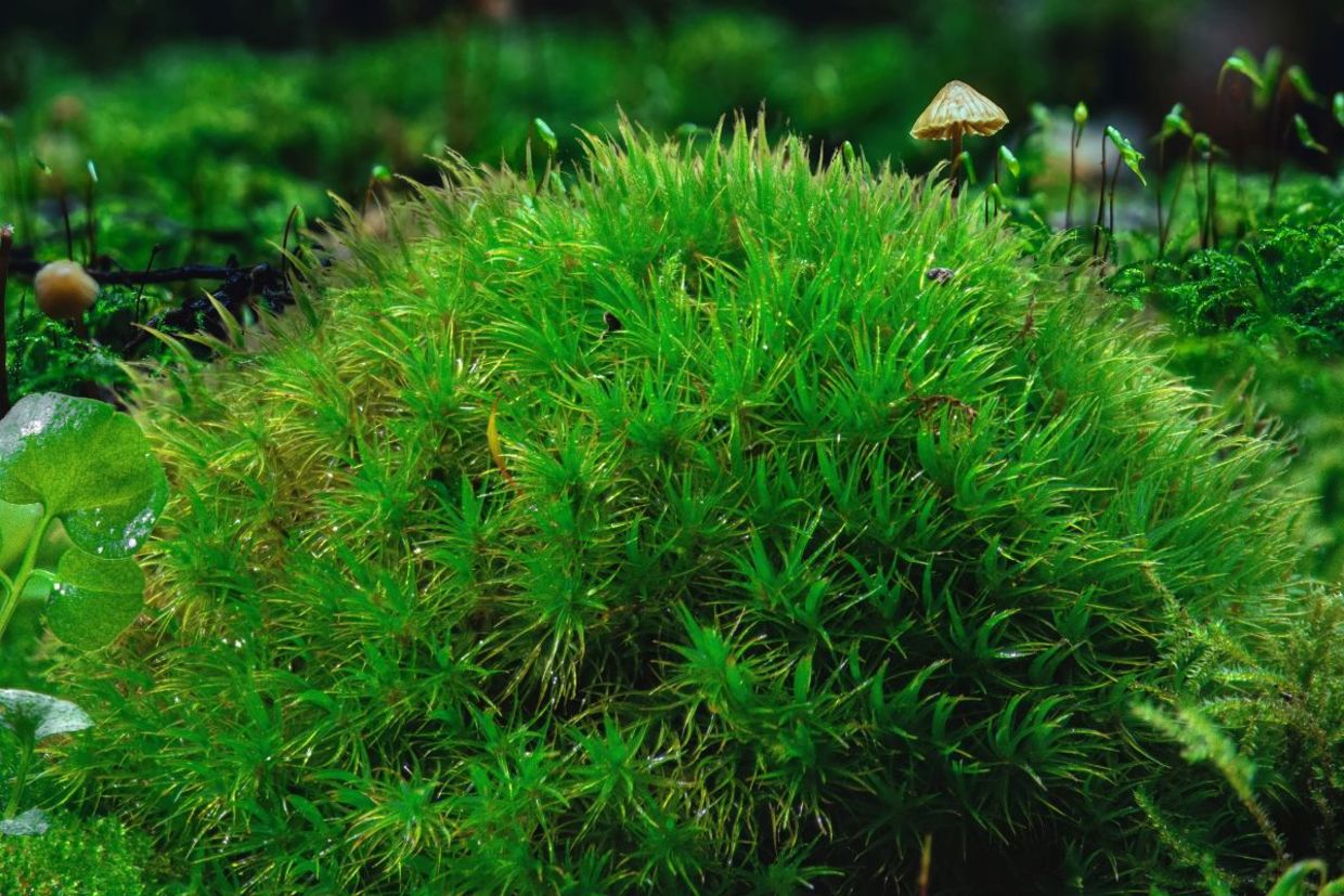 Close-up of a micro-forest area that showcases a vibrant and biodiverse ecosystem. Close-up of a micro-forest area that showcases a vibrant and biodiverse ecosystem.