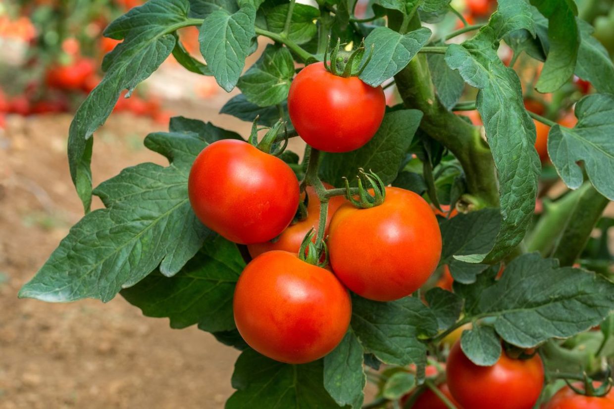 Vine ripened tomatoes. Vine ripened tomatoes.