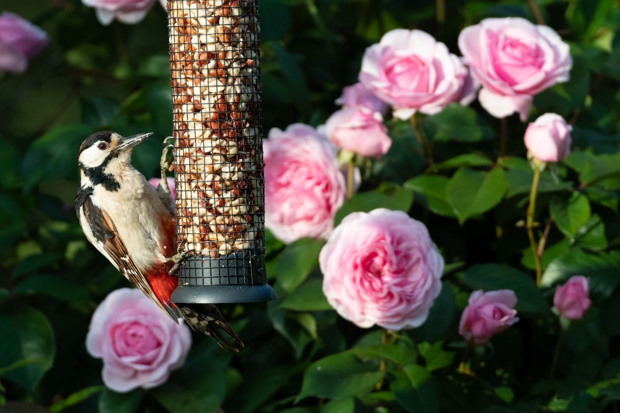 Donate or do something good for nature to give back this spring equinox. Donate or do something good for nature to give back this spring equinox.