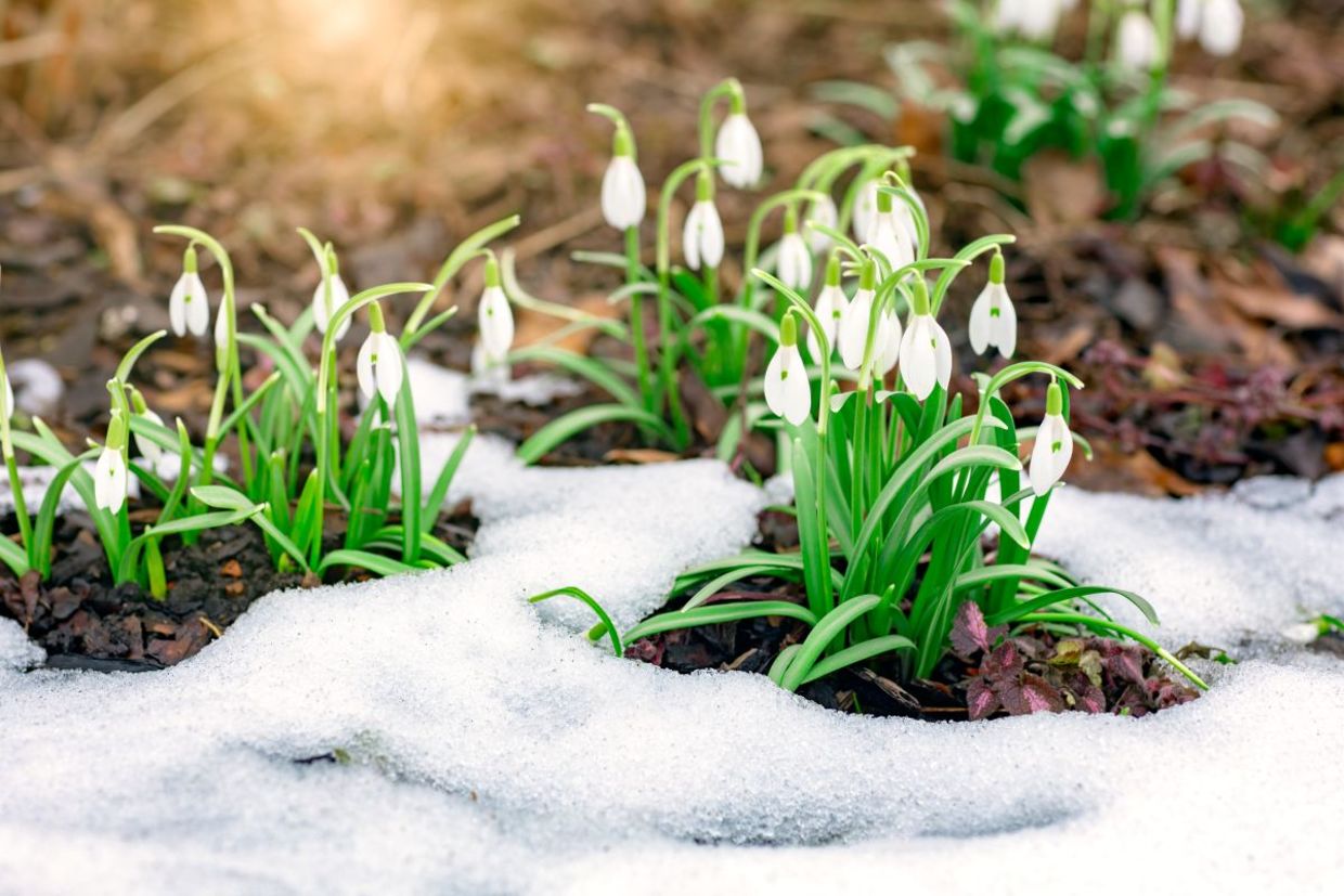 Snowdrops blooming in the snow. Snowdrops blooming in the snow.